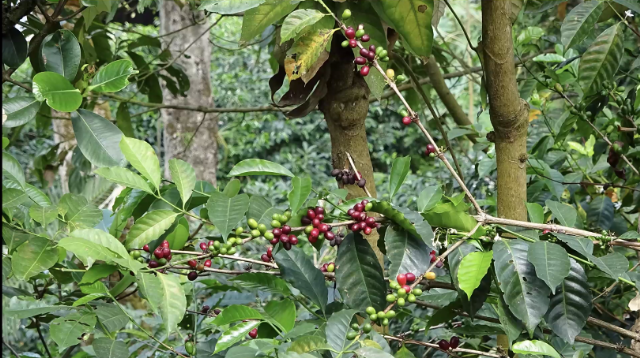 Coffee beans (to be hand-picked) Coffee beans (to be hand-picked)
